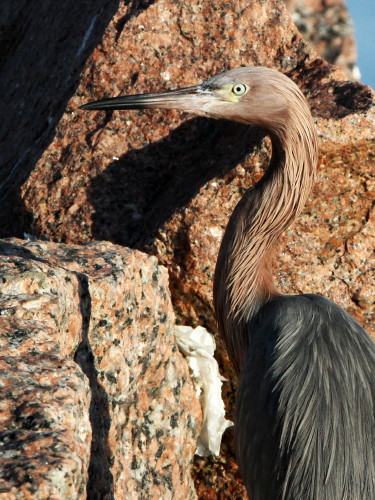 Reddish Egret