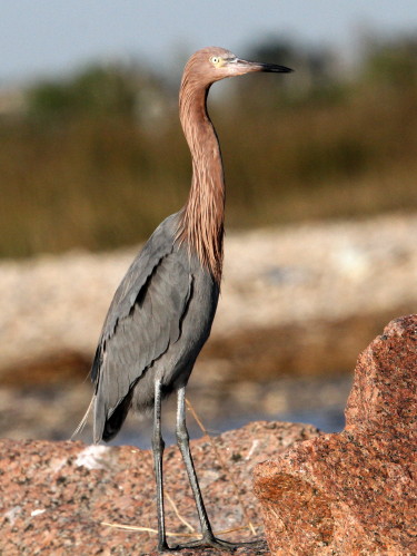 Reddish Egret