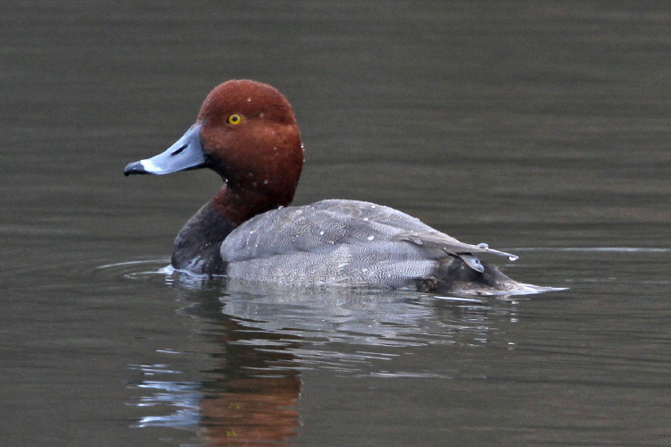 Redhead
