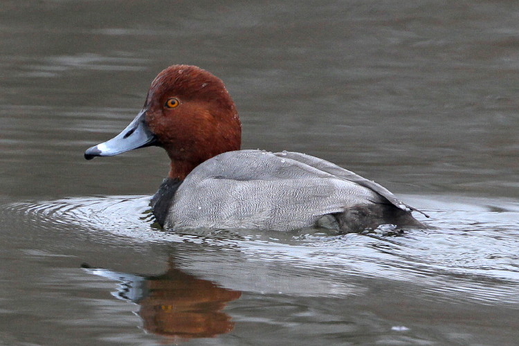 Redhead