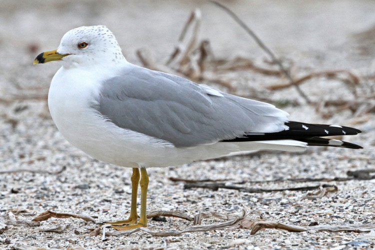 Ring-billed Gull