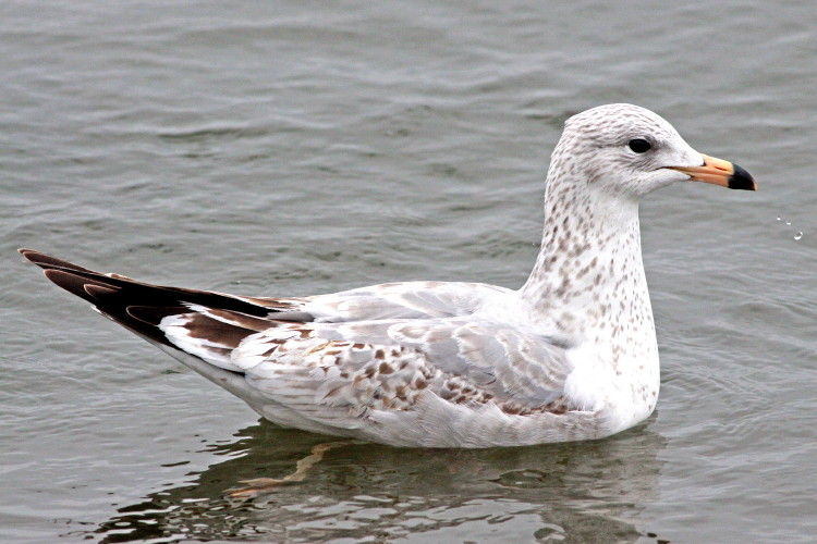 Ring-billed Gull