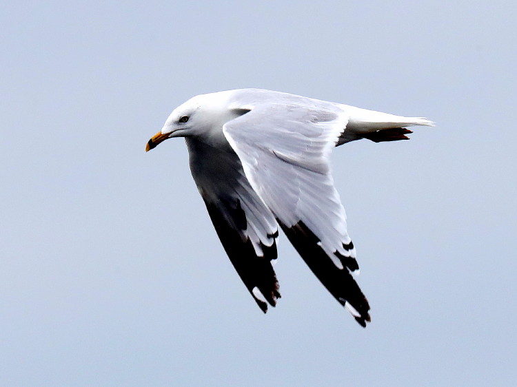 Ring-billed Gull