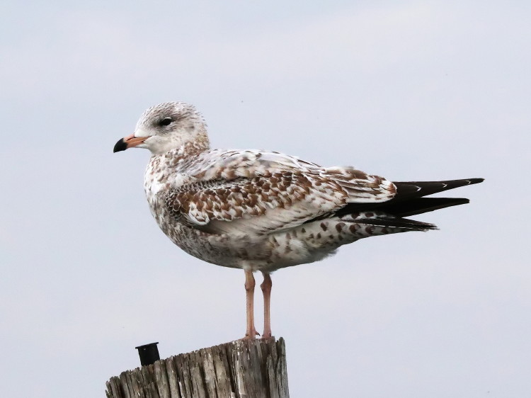 Ring-billed Gull
