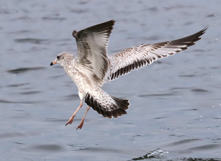 Ring-billed Gull