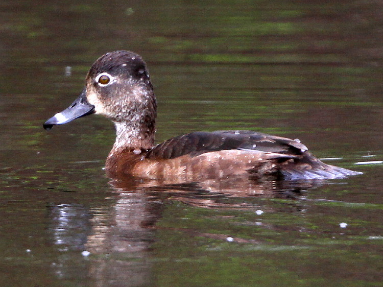 Ring-necked Duck