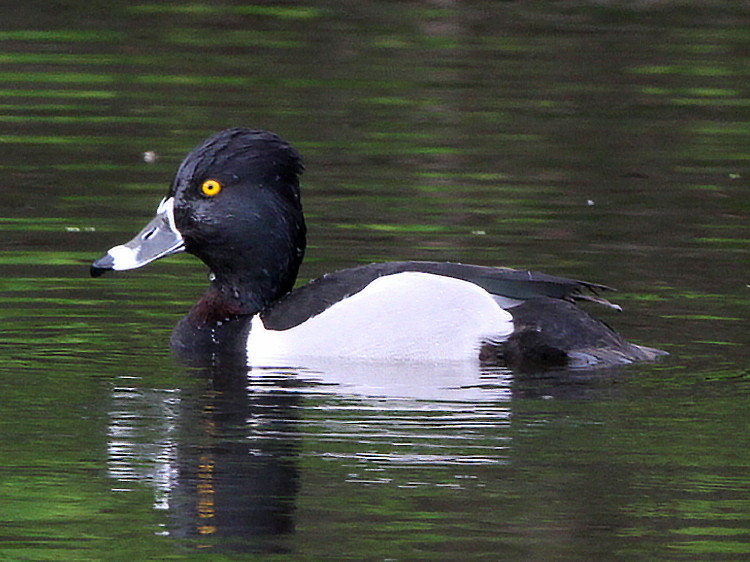 Ring-necked Duck