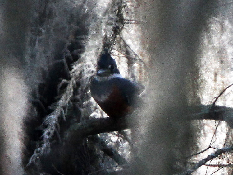 Ringed Kingfisher