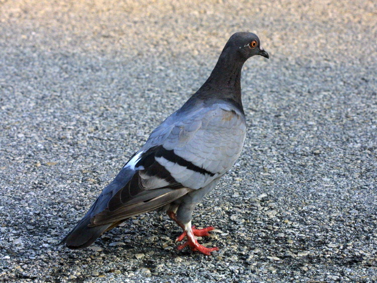 Rock Pigeon