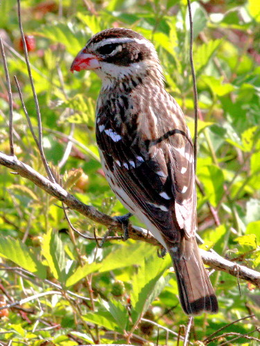 Rose-breasted Grosbeak