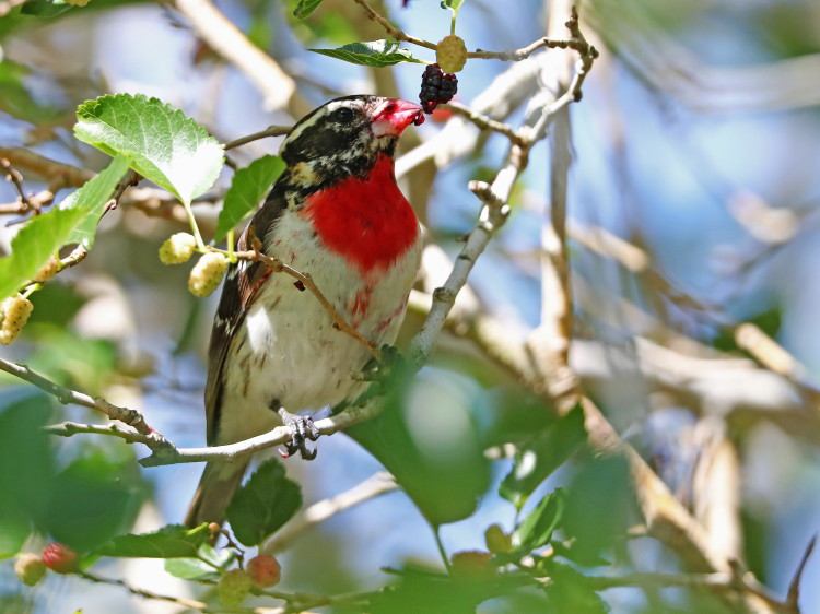 Rose-breasted Grosbeak