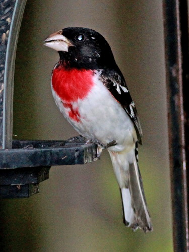 Rose-breasted Grosbeak