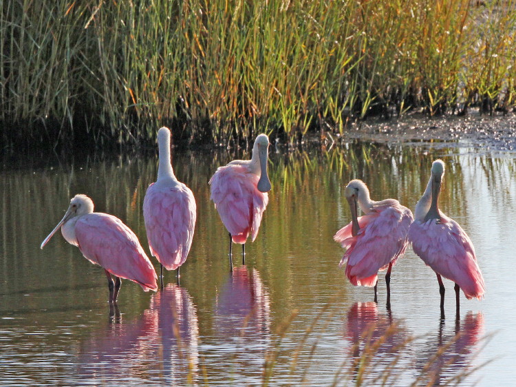 Roseate Spoonbill