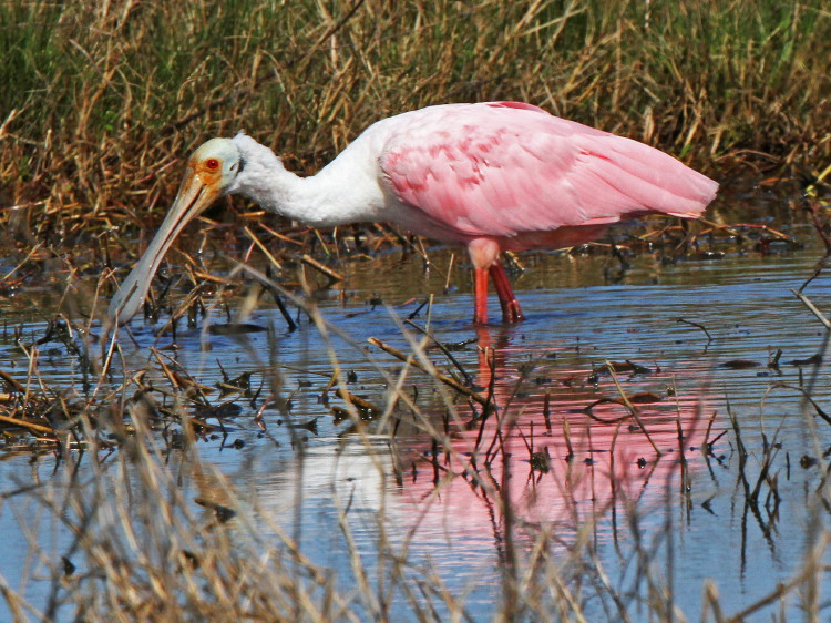 Roseate Spoonbill
