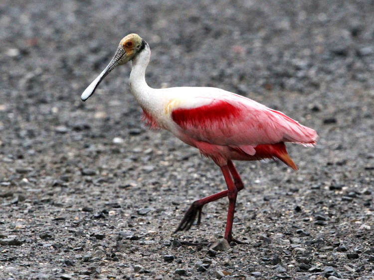 Roseate Spoonbill