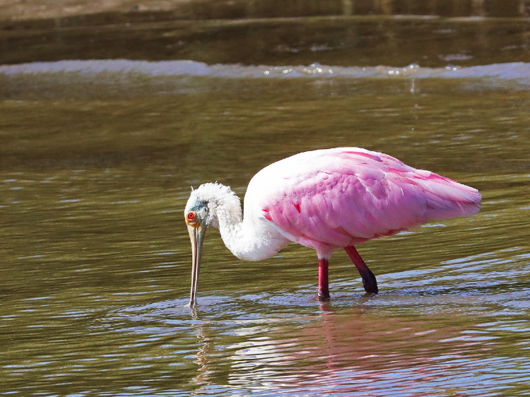 Roseate Spoonbill