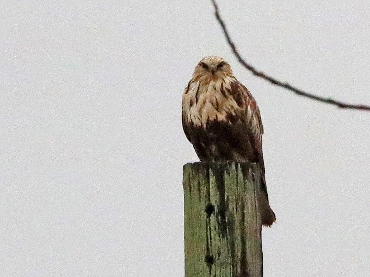Rough-legged Hawk