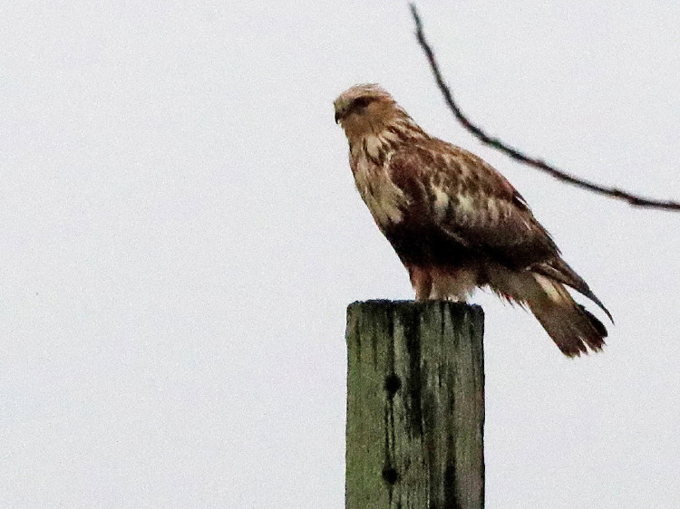 Rough-legged Hawk