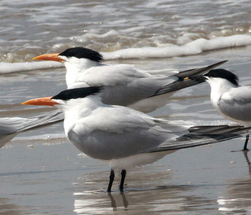 Royall Tern