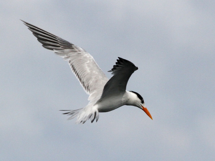 Royal Tern