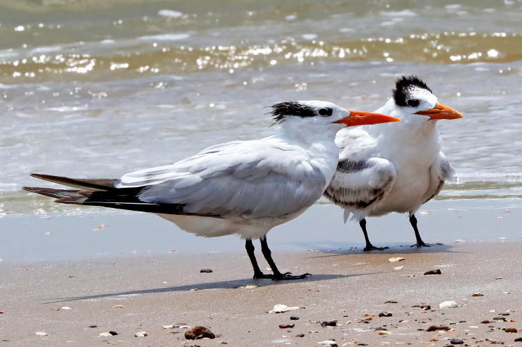 Royal Tern