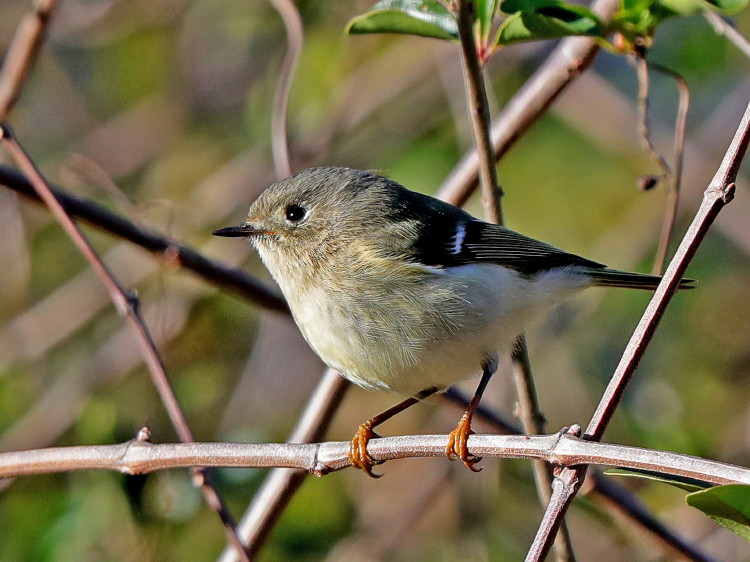 Ruby-crowned Kinglet