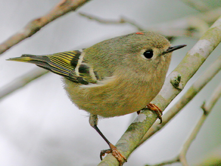 Ruby-crowned Kinglet