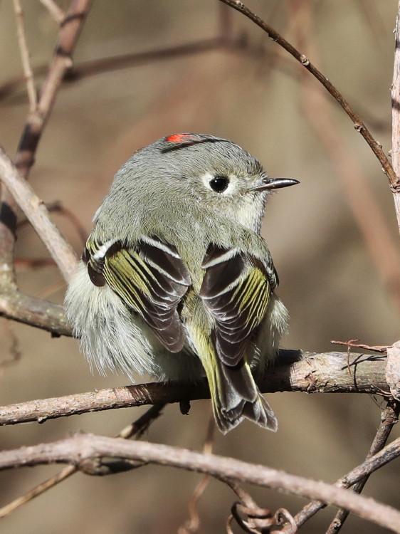 Ruby-crowned Kinglet