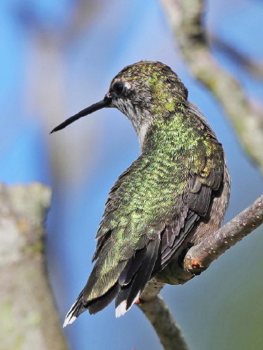 Ruby-throated Hummingbird