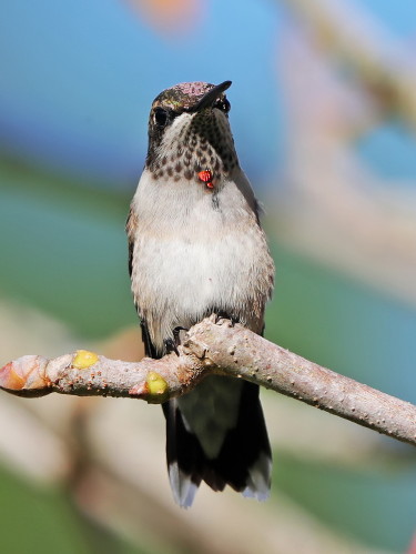 Ruby-throated Hummingbird