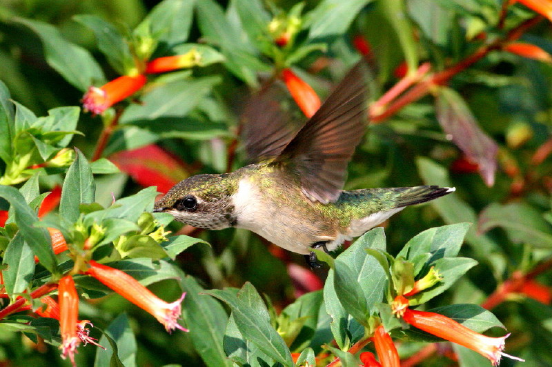 Ruby-throated Hummingbird
