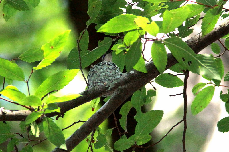 Ruby-throated Hummingbird Nest
