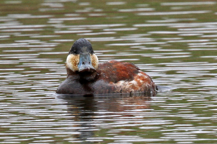 Ruddy Duck