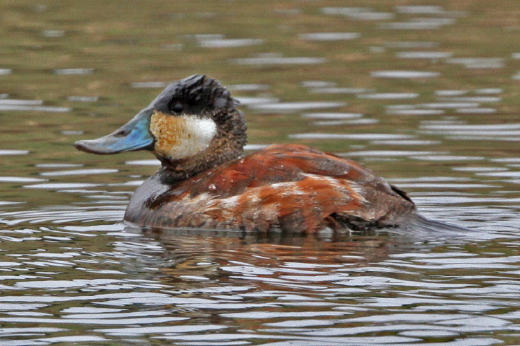Ruddy Duck