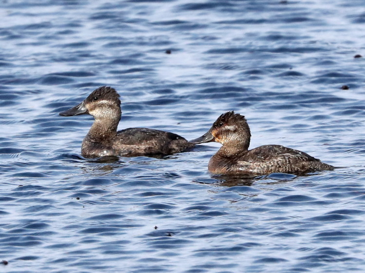 Ruddy Duck