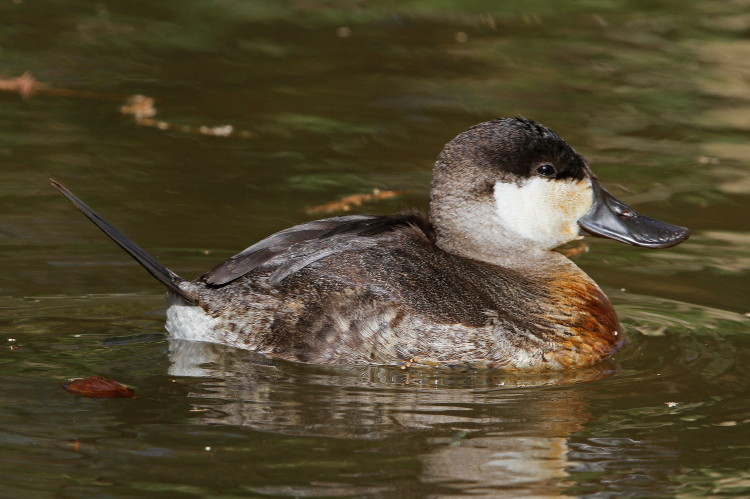 Ruddy Duck