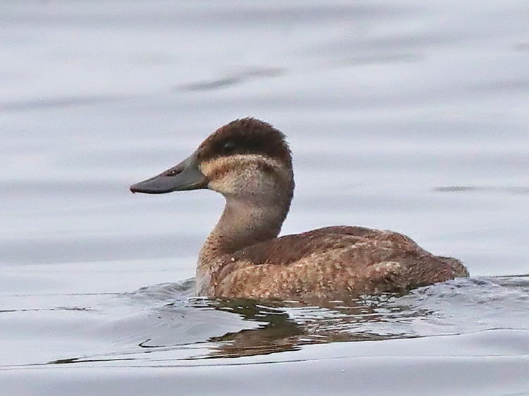 Ruddy Duck