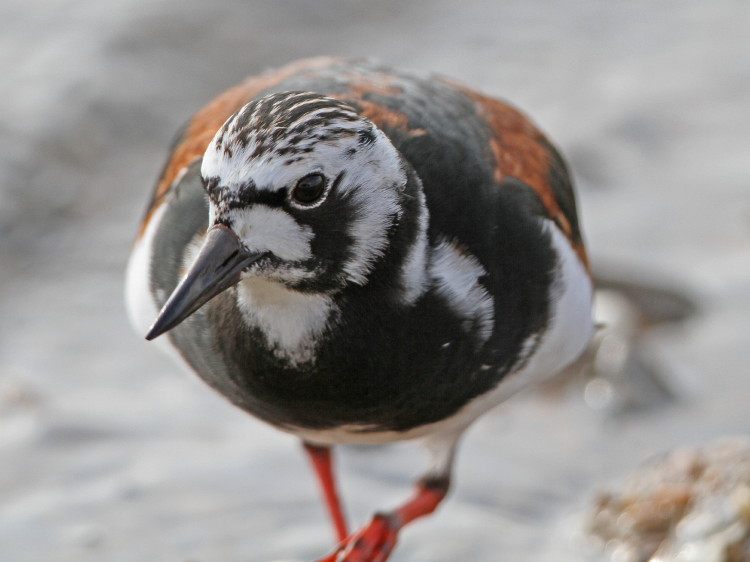 Ruddy Turnstone