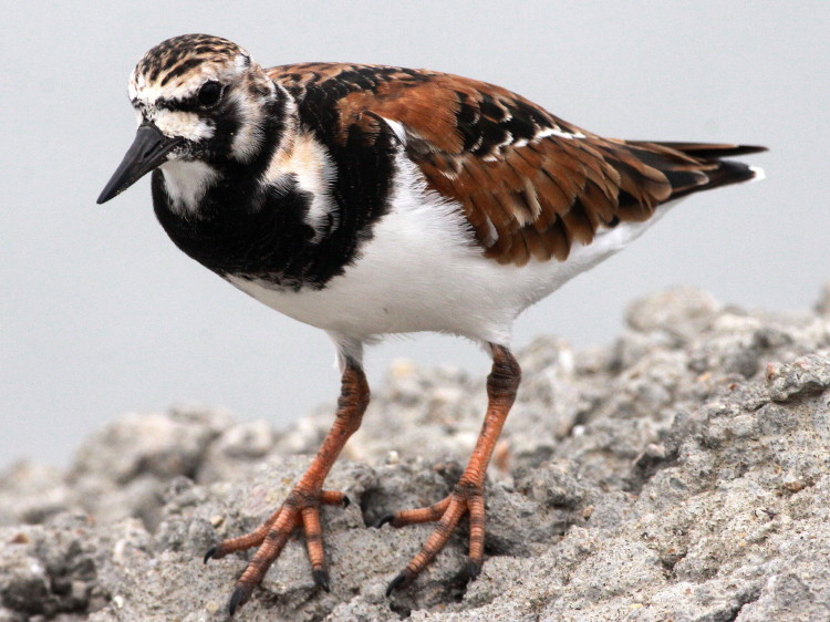 Ruddy Turnstone