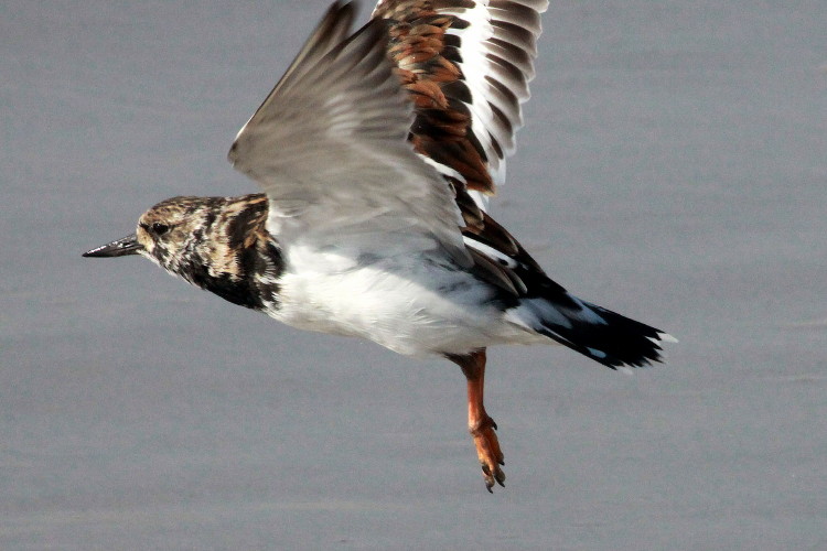 Ruddy Turnstone