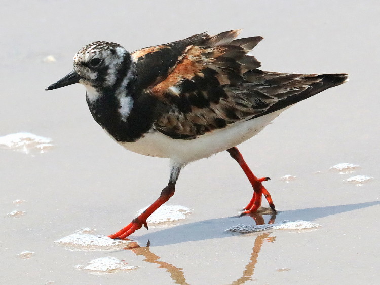 Ruddy Turnstone
