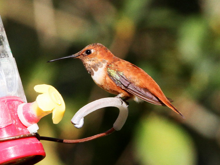 Rufous Hummingbird