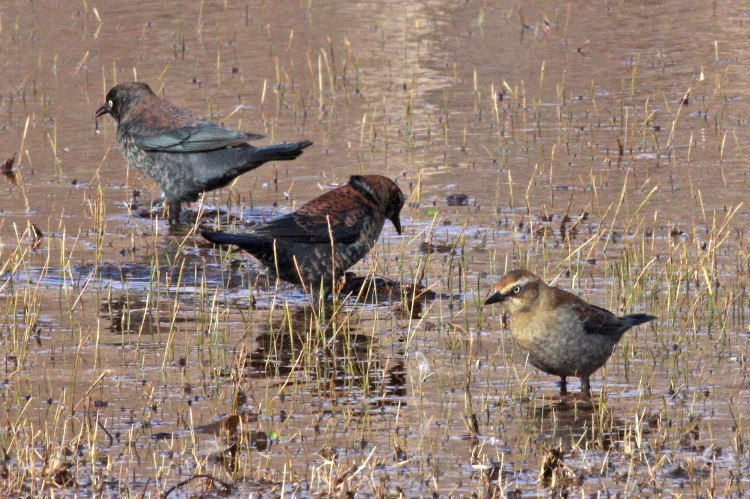 Rusty Blackbird