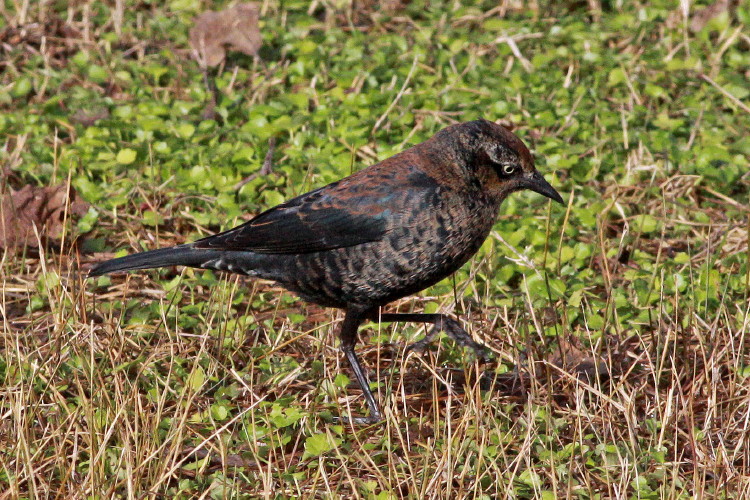 Rusty Blackbird