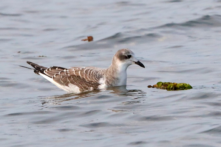 Sabine's Gull