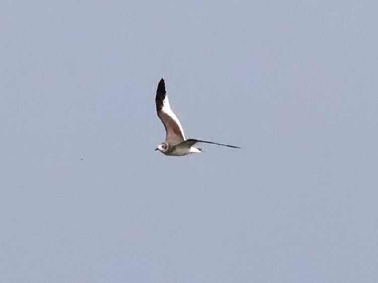 Sabin's Gull