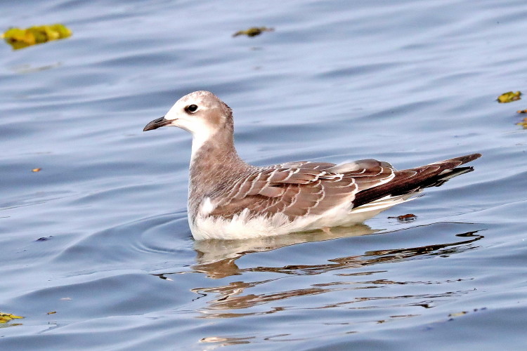 Sabine's Gull