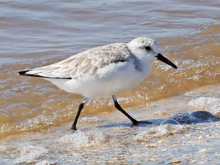 Sanderling