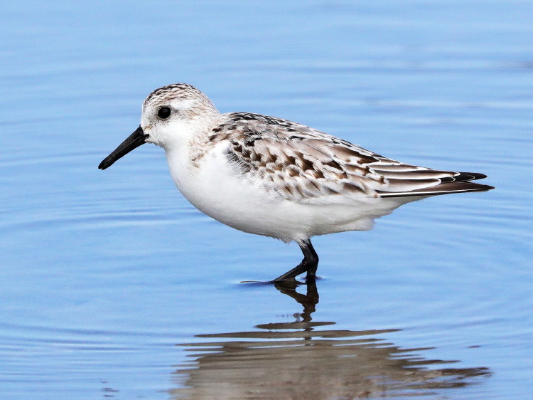 Sanderling&nbsp;