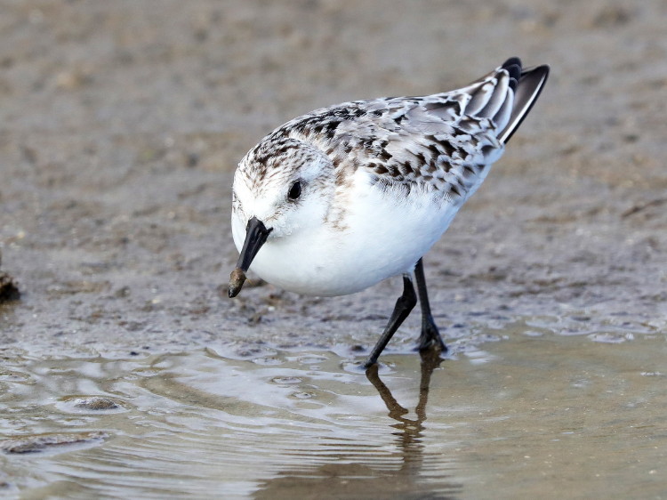 Sanderling